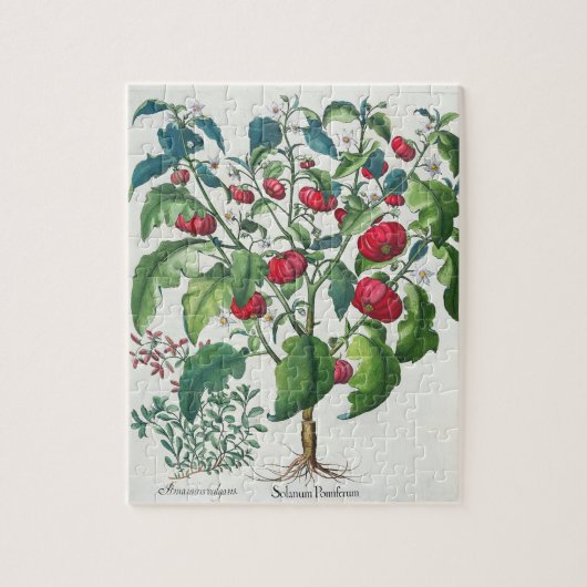 1.Solanum Pomiferum; 2.Amaracus gemein, von Puzzle (Vertikal)