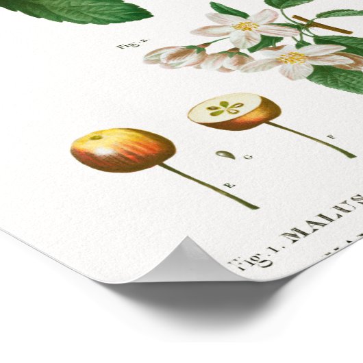 1 Südlicher Krabapfel Malus sempervirens 2 Sibirie Poster (Ecke)