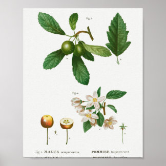 1 Südlicher Krabapfel Malus sempervirens 2 Sibirie Poster