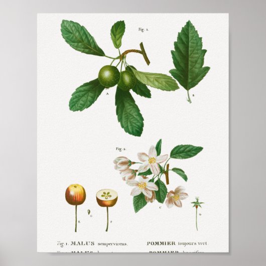 1 Südlicher Krabapfel Malus sempervirens 2 Sibirie Poster (Vorne)