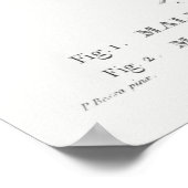 1 Süßer Krabapfel (Malus coronaria) 2 Apfel (Malus Poster (Ecke)