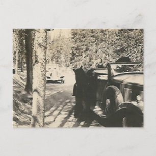 1 von 2 Bären im Auto Postkarte