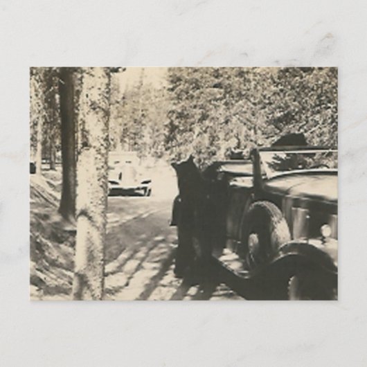 1 von 2 Bären im Auto Postkarte (Vorderseite)