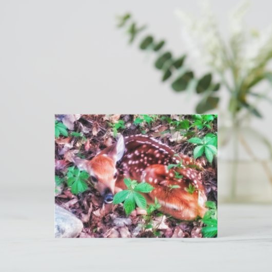 1FAWN POSTCARD POSTKARTE (Stehend Vorderseite)