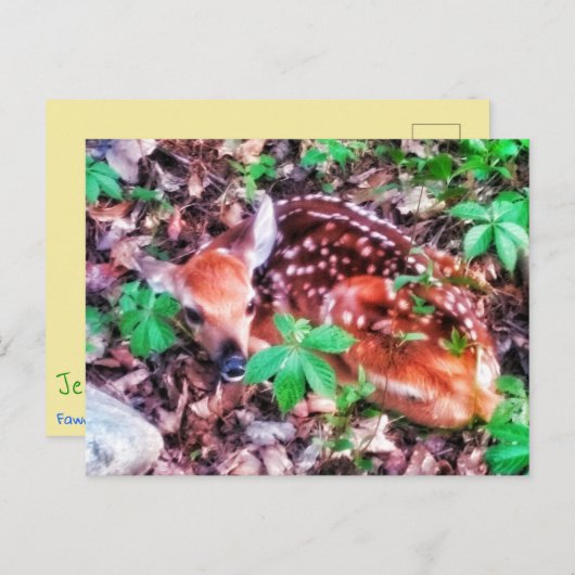 1FAWN POSTCARD POSTKARTE (Vorne/Hinten)