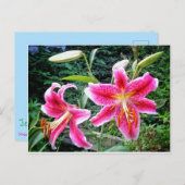 1STARGAZER-LILIEN POSTCARD POSTKARTE (Vorne/Hinten)