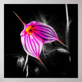 1x1 Verhältnis Schwarz Orchid Print Img5480 Poster