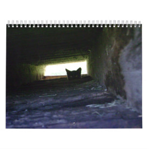 2009 den wilden Katzen-Kalender Feral Soul Inc. Kalender