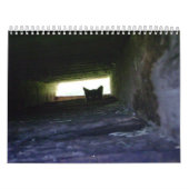 2009 den wilden Katzen-Kalender Feral Soul Inc. Kalender (Titelbild)