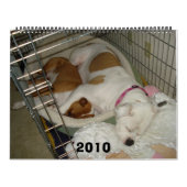 2010 Amerikaner-Bulldoggen-Kalender Kalender (Titelbild)