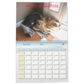 2010: Ein Jahr mit Katzen Kalender (Feb 2026)