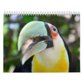 2010 Kalender, Vögel von Brasilien Kalender (Titelbild)