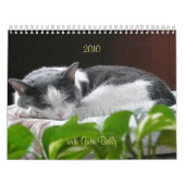 2010 mit Guru-Bauch Kalender (Titelbild)