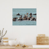 2010 Pony Swim, Chincoteague Island, VA Poster (Küche)