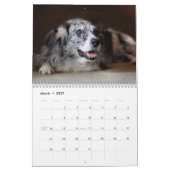 2013 Australier-Schäfer-Hundekalender Kalender (Mär 2027)