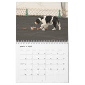 2013 englischer Springer-Spaniels Kalender (Mär 2027)