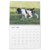 2013 englischer Springerspaniel-Welpen Kalender (Mär 2027)