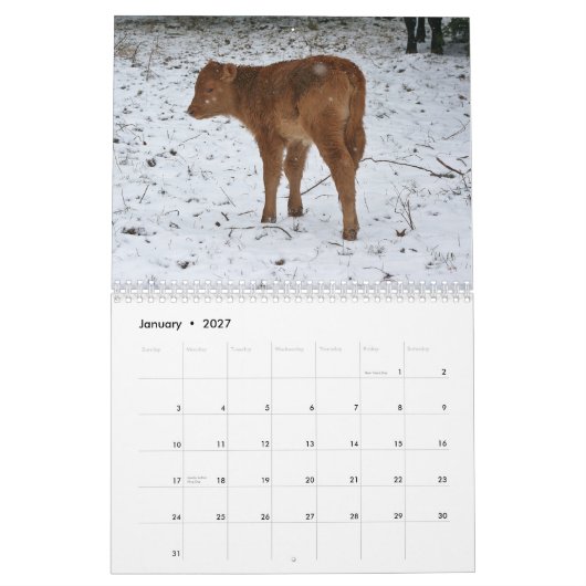 2013 Kälber Kalender (Jan 2027)