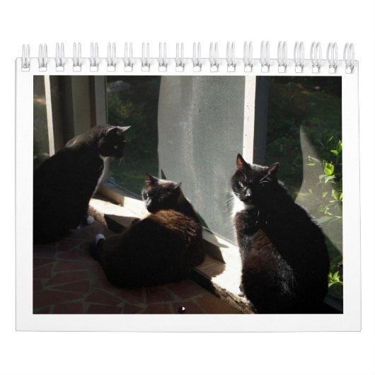 2013 Kalender - fünf Geldstrafe Felines (Titelbild)