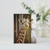 2013 Kalender Giraffe Foto Postkarte (Stehend Vorderseite)