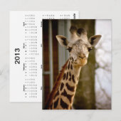 2013 Kalender Giraffe Foto Postkarte (Vorne/Hinten)