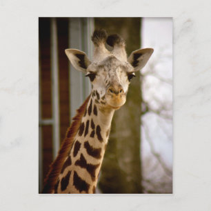 2013 Kalender Giraffe Foto Postkarte