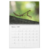 2013 WANZEN-"SPEZIELLER" KALENDER DURCH MAYES (Feb 2027)