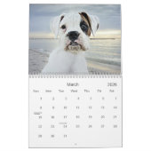 2013 Weiß-Boxer-Kalender Kalender (Mär 2026)
