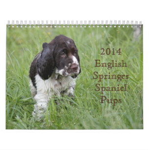 2014 englischer Springerspaniel-Welpen Kalender
