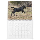 2014 Kälber Kalender (Feb 2027)