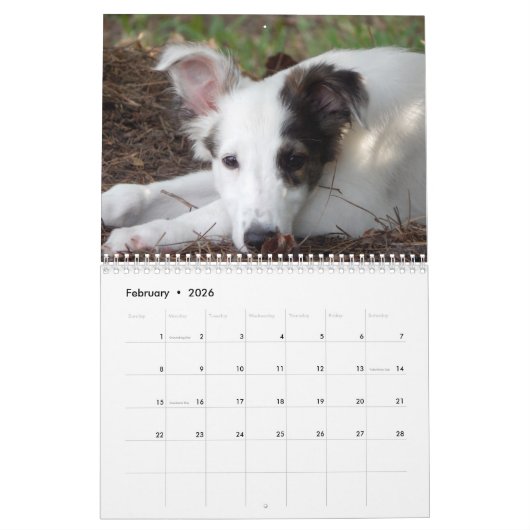 2014 seidene Windhound Welpen 1-2 Kalender (Feb 2026)