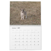 2014 seidene Windhound Welpen 1-2 Kalender (Jan 2027)