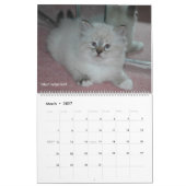 2014 Sibirier-Katzen-u. Kätzchen-Kalender Kalender (Mär 2027)