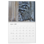 2014 Tier-Kalender - Baby-Waschbären Kalender (Mär 2027)