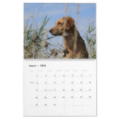 2015 8 Meilen-golden retriever Caledar Kalender (Mär 2026)