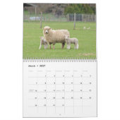 2015 Schafe Neuseeland-Kalender Kalender (Mär 2027)