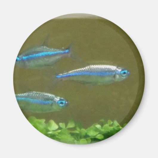 20160526_113326 MAGNET (Vorne)