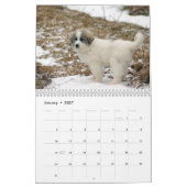 2016 große Pyrenäen-Welpen-Kalender Kalender (Jan 2027)