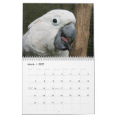 2016 Kalender der Papageien, Macaw, Amazonas, (Mär 2027)