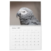2016 Kalender der Papageien, Macaw, Amazonas, (Jan 2027)
