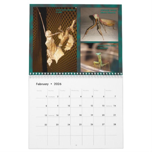 2017 mittlerer/großer MANTIDFORUM Kalender (Feb 2026)