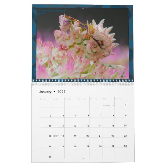 2017 mittlerer/großer MANTIDFORUM Kalender (Jan 2027)