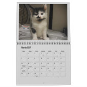 2017 Shelter Kittens Kalender (Mär 2027)