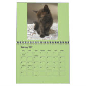 2017 Shelter Kittens Kalender (Feb 2027)