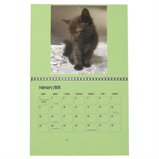 2017 Shelter Kittens Kalender (Feb 2026)