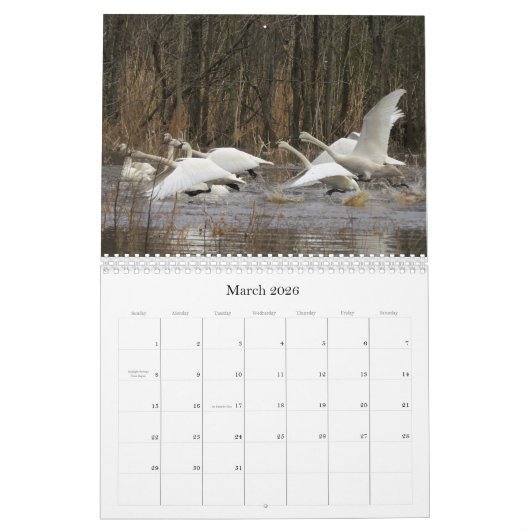 2019 2020 Schwan-Vogel-Tier-Tier-Schutz Kalender (Mär 2026)