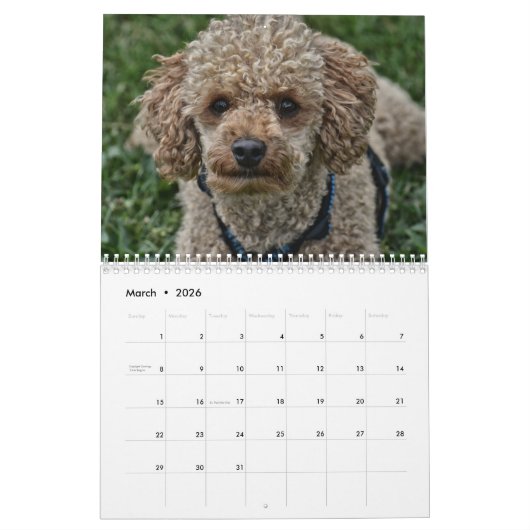 2019 Kalender Niedliche Poodle Dog Images (Mär 2026)