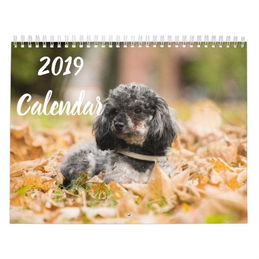 2019 Kalender Niedliche Poodle Dog Images (Titelbild)