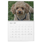 2019 Kalender Niedliche Poodle Dog Images (Mär 2027)