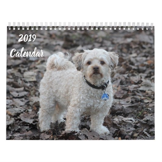 2019 Kalender Niedliche Poodle Dog Images (Titelbild)